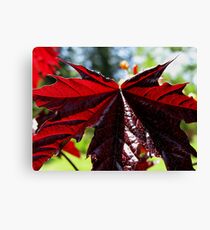 Norweigan Maple Canvas Print