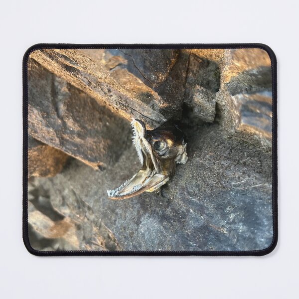 Item preview, Fossilized Fish in Stone designed and sold by dinosinspace10.