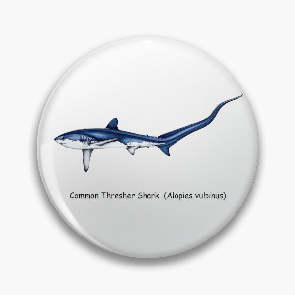 Item preview, Common Thresher Shark designed and sold by AzalaiBubbles.