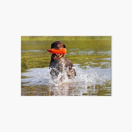German Wirehaired Pointer retrieving in water Art Board Print