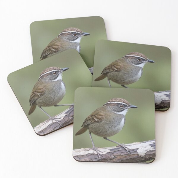 Item preview, White browned Scrubwren on a Branch designed and sold by laguitan10.