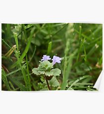 Lavender Poster
