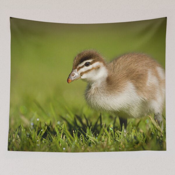 Item preview, A Little Fluffy designed and sold by CBoyle.