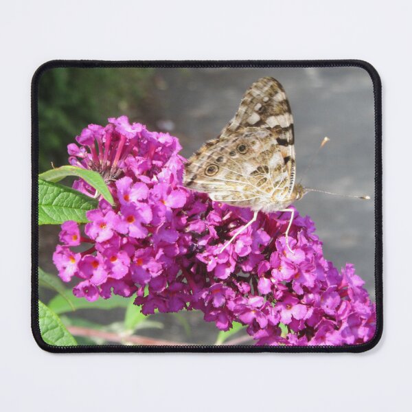 Item preview, Painted Lady Butterfly - Vanessa cardui - On Buddlea designed and sold by lezvee.