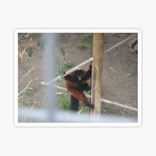 Lemurs 001 Sticker