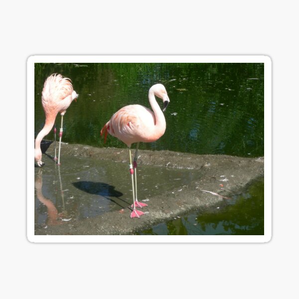 Flamingo birds 002 Sticker
