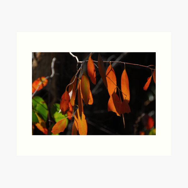Item preview, Eucalypt leaves designed and sold by Richard  Stanley.