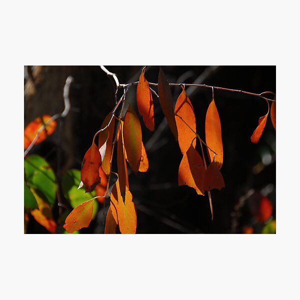 Item preview, Eucalypt leaves designed and sold by Richard  Stanley.