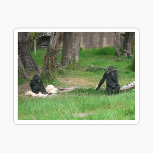 Baby Gorilla 002 Sticker