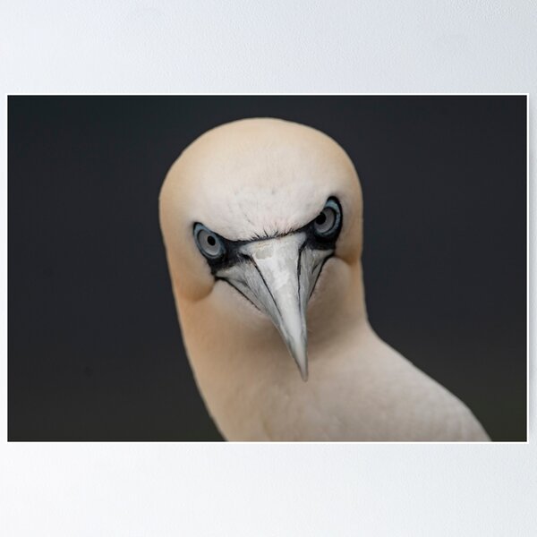 Item preview, Gannet close up Portrait  designed and sold by CEastwoodPhotos.
