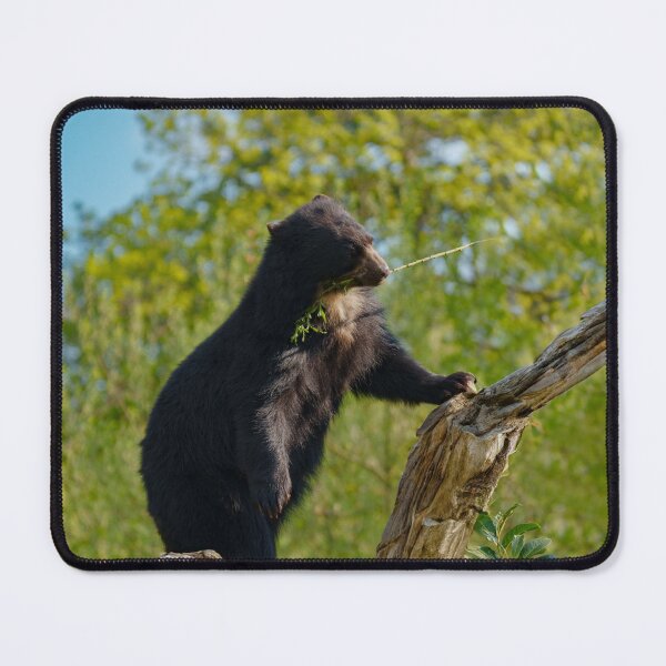 Item preview, Sun Bear's Tree Top Snack designed and sold by rawshutterbug.