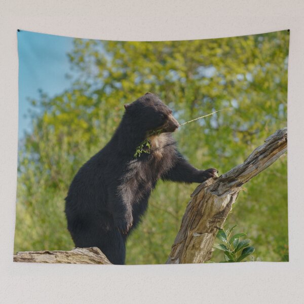Item preview, Sun Bear's Tree Top Snack designed and sold by rawshutterbug.