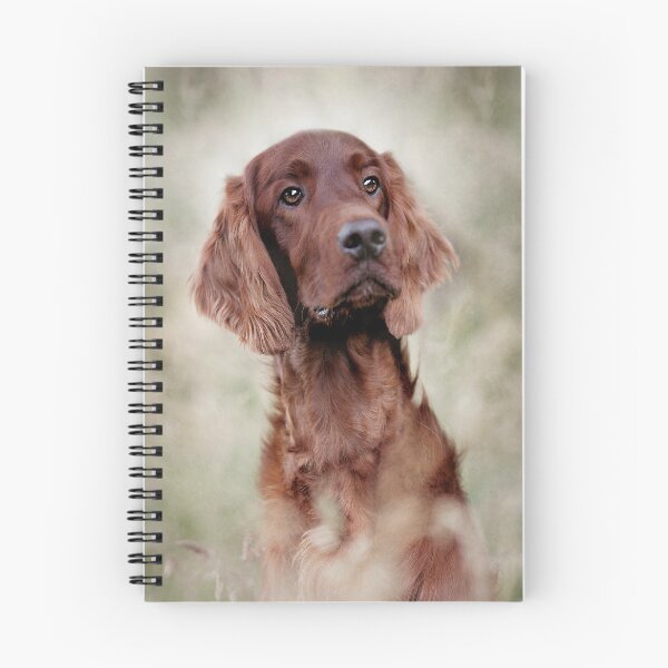 Item preview, Irish Red Setter Dog designed and sold by Carrie Southerton Dog Photography.