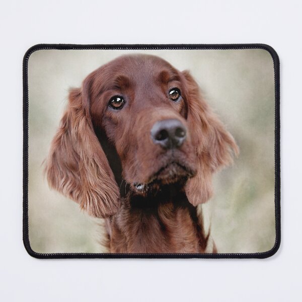 Item preview, Irish Red Setter Dog designed and sold by Carrie Southerton Dog Photography.