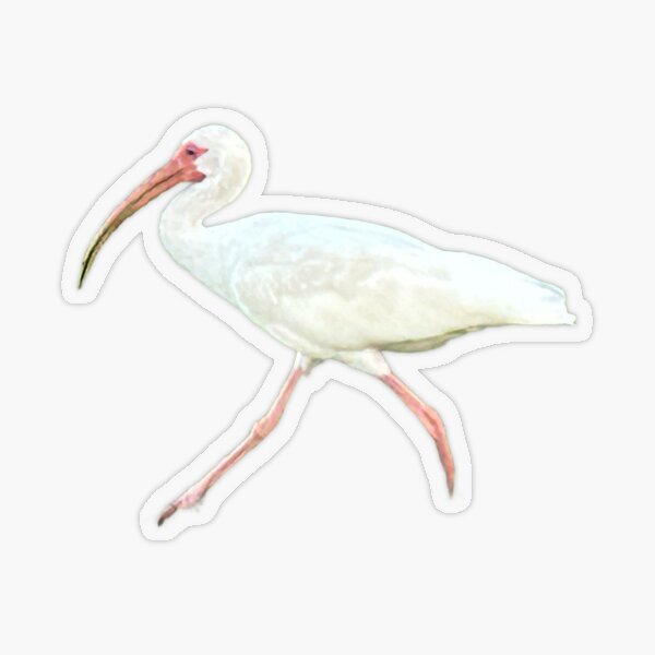 Item preview, Florida bird I was chasing for a photo  designed and sold by Lauracolleen3.
