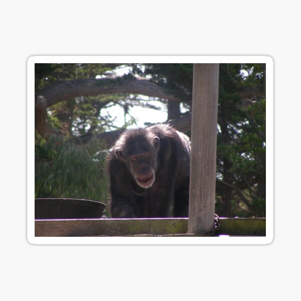 Chimpanzee 001 Sticker