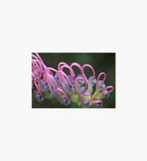 Grevillea macro Art Board
