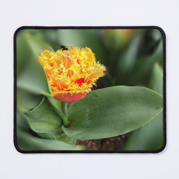 Item preview, Red tulip with yellow, fringed petals designed and sold by jbb1955.