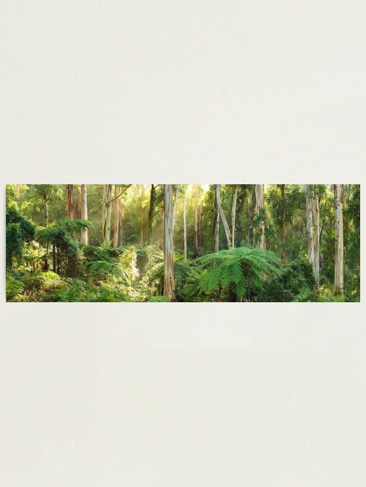 Alternate view of Dawn Lights The Dandenongs, Australia Photographic Print