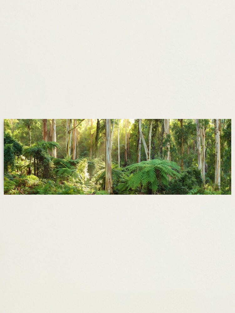 Thumbnail 2 of 3, Photographic Print, Dawn Lights The Dandenongs, Australia designed and sold by Chockstone.