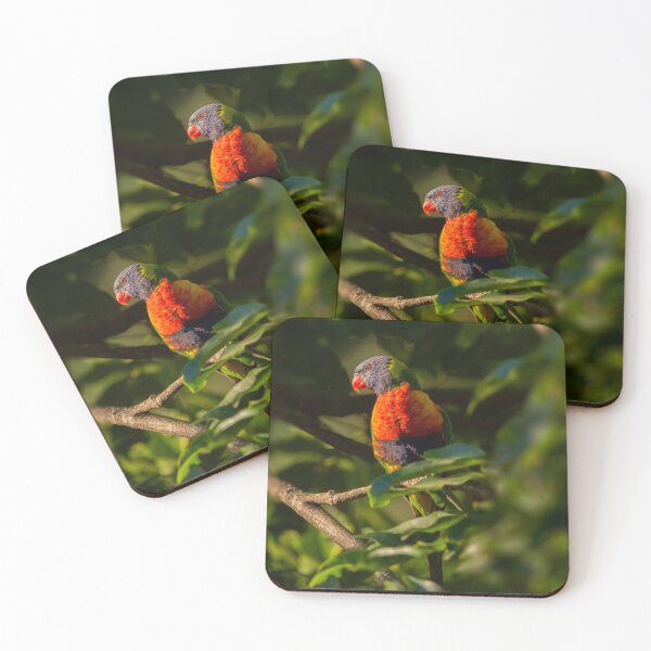 Item preview, Rainbow Lorikeet perched on a branch in the soft glow of the afternoon sun. designed and sold by robdanimalphotography.