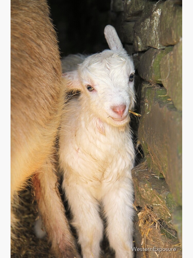 Buckley the Baby retailer Goat