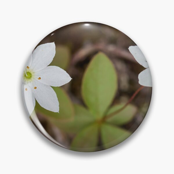 Item preview, Twins. Arctic starflower designed and sold by Jouko Lehto Photography.