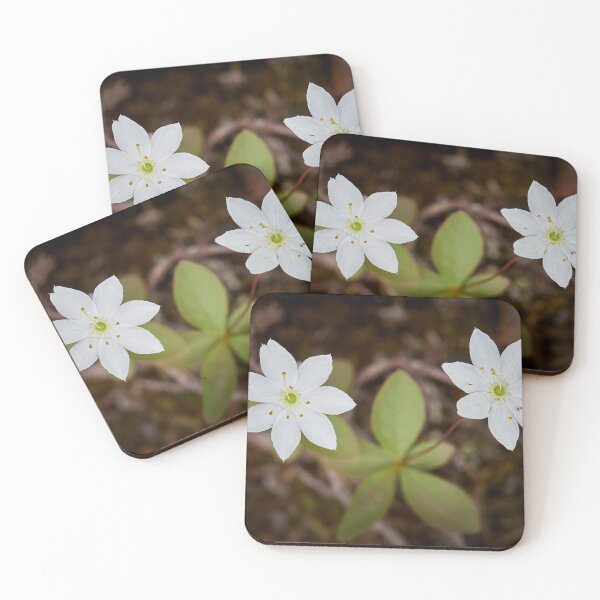 Item preview, Twins. Arctic starflower designed and sold by Jouko Lehto Photography.