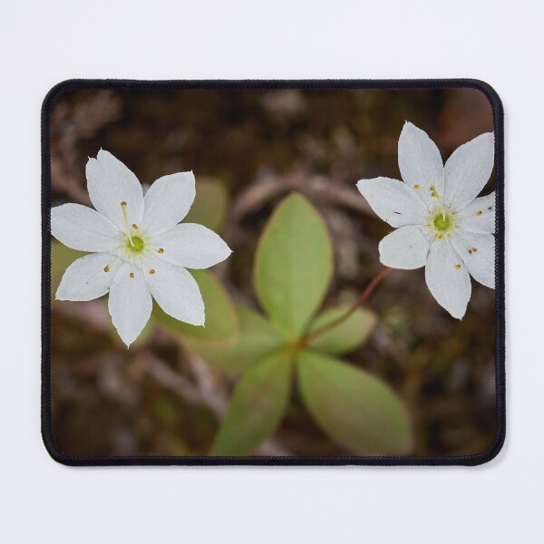 Item preview, Twins. Arctic starflower designed and sold by Jouko Lehto Photography.