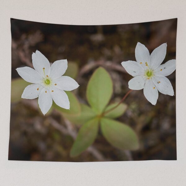 Item preview, Twins. Arctic starflower designed and sold by Jouko Lehto Photography.