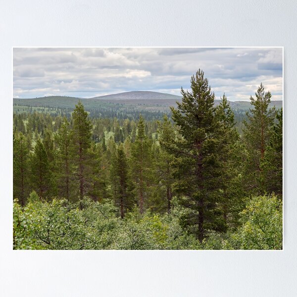 Item preview, Pine Forest on the side of Iisakkipaa designed and sold by Jouko Lehto Photography.
