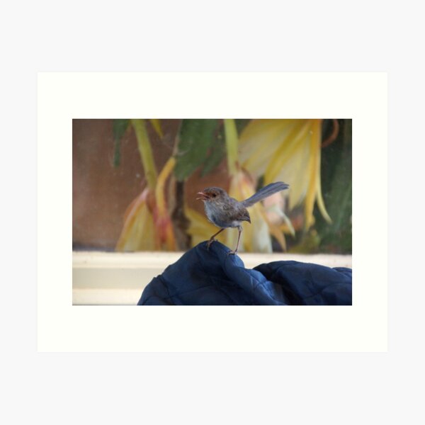 Item preview, Female Wren at Magpie Springs Vineyard - South Australian Wildlife designed and sold by MagpieSprings.