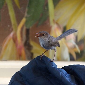 Artwork thumbnail, Female Wren at Magpie Springs Vineyard - South Australian Wildlife by MagpieSprings