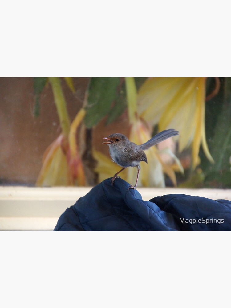 Thumbnail 3 of 3, Sticker, Female Wren at Magpie Springs Vineyard - South Australian Wildlife designed and sold by MagpieSprings.