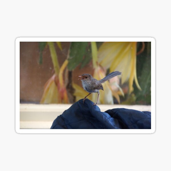 Item preview, Female Wren at Magpie Springs Vineyard - South Australian Wildlife designed and sold by MagpieSprings.