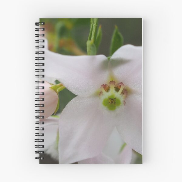Item preview, Australian native flower Boronia Floribunda designed and sold by numberchic.