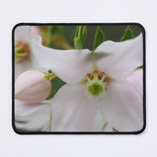 Item preview, Australian native flower Boronia Floribunda designed and sold by numberchic.
