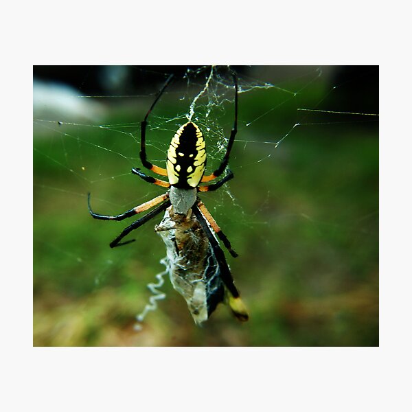 Item preview, Banana Spider designed and sold by Cheri Perry.