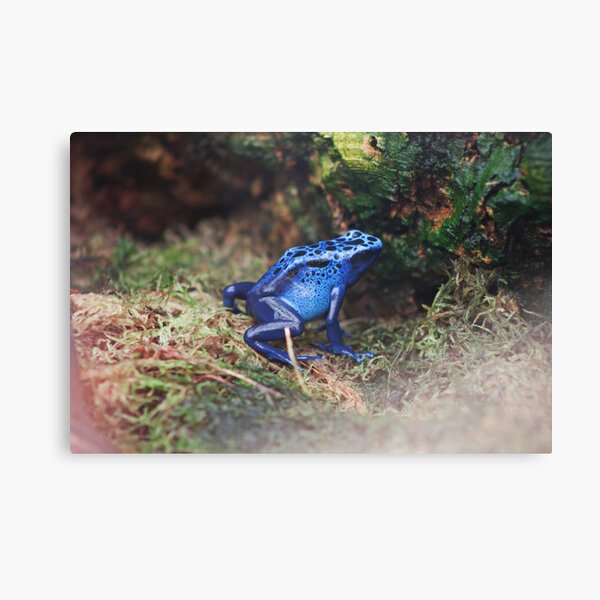 Aperçu de l'œuvre Grenouille Poison Dart créée et vendue par MorellaPhotos.
