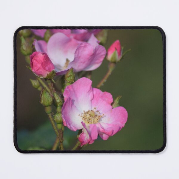 Item preview, Old rose designed and sold by CatherineMoore4.