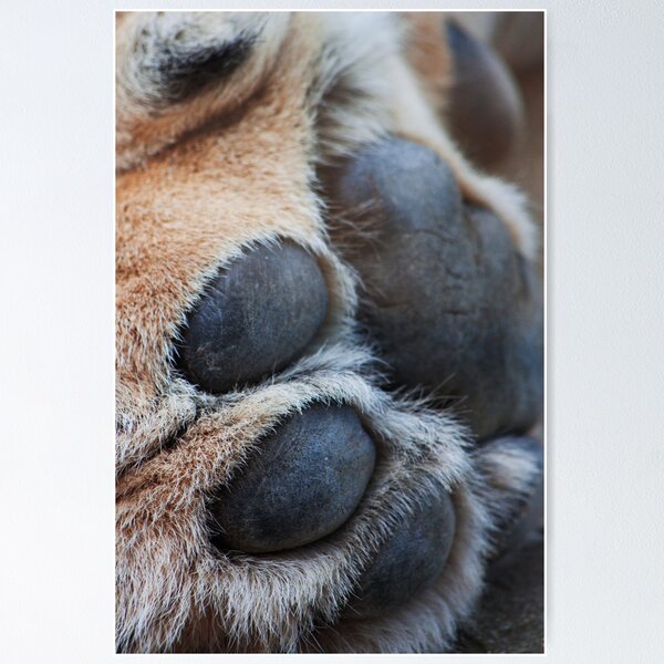 Item preview, Lion's Paw designed and sold by MorellaPhotos.