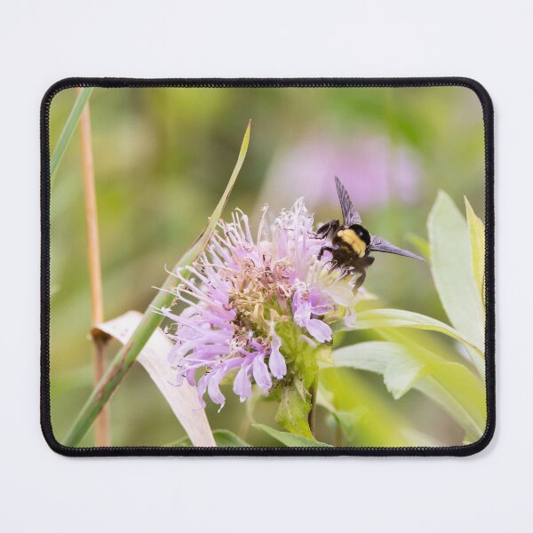 Item preview, Bumblebee on bergamot flower designed and sold by KRFNatureGifts.