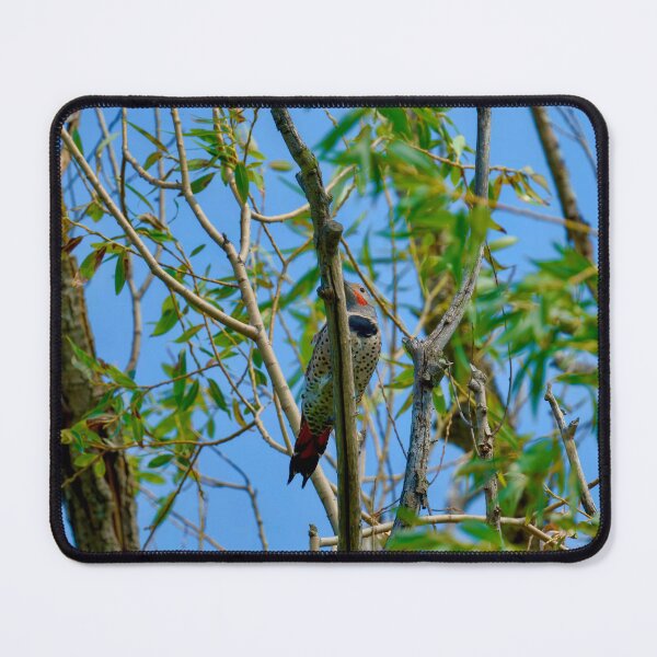 Item preview, Northern Flicker in tree designed and sold by Cblifeisgood.