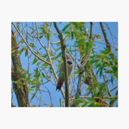 Item preview, Northern Flicker in tree designed and sold by Cblifeisgood.