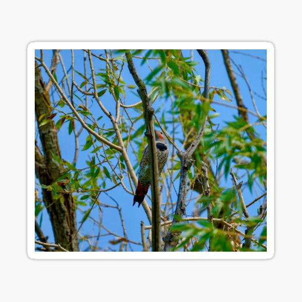 Item preview, Northern Flicker in tree designed and sold by Cblifeisgood.