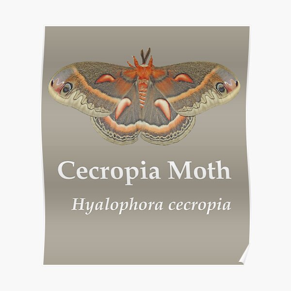 Cecropia Moth - White Lettering Poster