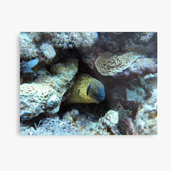 moray eel Metal Print