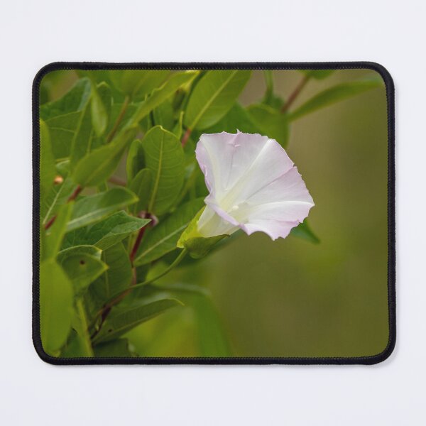 Item preview, Delicate white wildflower on green background designed and sold by KRFNatureGifts.
