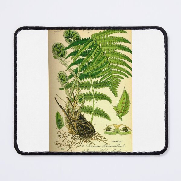 Item preview, Order Cyatheales designed and sold by PatronesKawai.