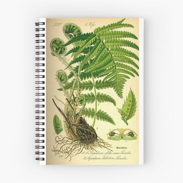 Item preview, Order Cyatheales designed and sold by PatronesKawai.